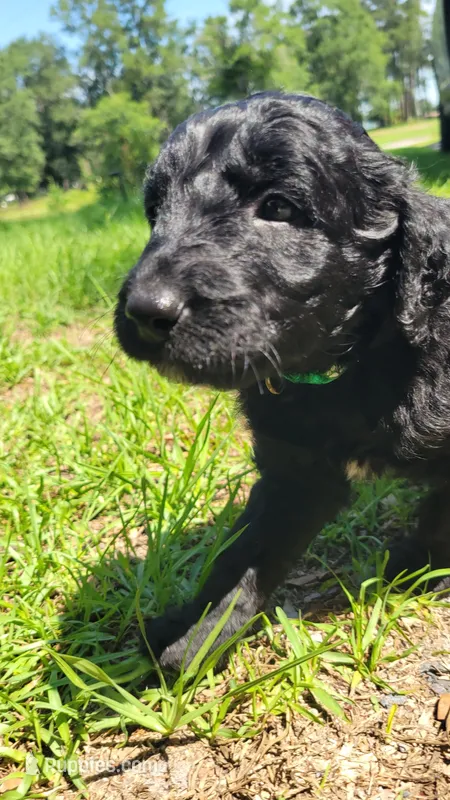 Butterscotch (F1) – Miniature Aussiedoodle puppy for sale in Conway, SC