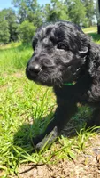 Butterscotch (F1), a female Miniature Aussiedoodle for sale in Conway, SC – 2 of 8