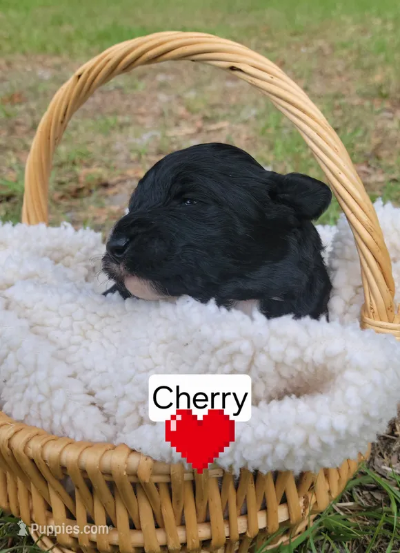 Cherry (F1) – Miniature Aussiedoodle puppy for sale in Conway, SC