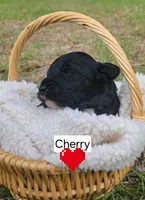 Cherry (F1), a female Miniature Aussiedoodle for sale in Conway, SC – 3 of 9