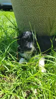 Praline , a female Miniature Aussiedoodle for sale in Conway, SC – 5 of 7