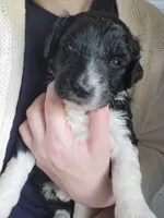 Praline , a female Miniature Aussiedoodle for sale in Conway, SC – 7 of 7