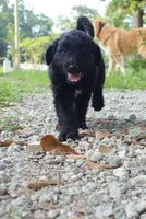 Butterscotch (F1), a female Miniature Aussiedoodle for sale in Conway, SC – 7 of 8