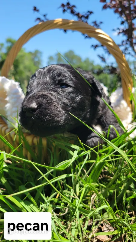 Pecan (F1) – Miniature Aussiedoodle puppy for sale in Conway, SC