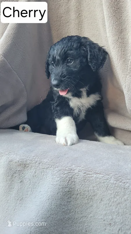 Cherry (F1) – Miniature Aussiedoodle puppy for sale in Conway, SC
