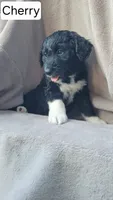 Cherry (F1), a female Miniature Aussiedoodle for sale in Conway, SC – 2 of 9