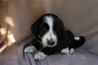 Rocky , a male Miniature Aussiedoodle for sale in Conway, SC – 5 of 8