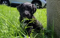 Cherry (F1), a female Miniature Aussiedoodle for sale in Conway, SC – 7 of 9