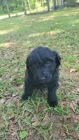 Strawberry (F1), a female Miniature Aussiedoodle for sale in Conway, SC – 7 of 7