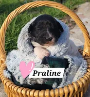 Praline, a female Miniature Aussiedoodle for sale in Conway, SC – 2 of 2