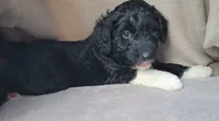 Cherry (F1), a female Miniature Aussiedoodle for sale in Conway, SC – 4 of 9