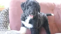 Cherry (F1), a female Miniature Aussiedoodle for sale in Conway, SC – 8 of 9