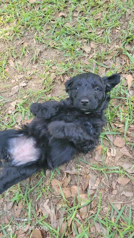 Strawberry (F1) – Miniature Aussiedoodle puppy for sale in Conway, SC