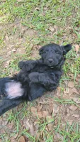 Strawberry (F1), a female Miniature Aussiedoodle for sale in Conway, SC – 1 of 7