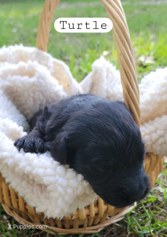 Turtle (F1) – Miniature Aussiedoodle puppy for sale in Conway, SC