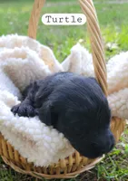 Turtle , a male Miniature Aussiedoodle for sale in Conway, SC – 8 of 8