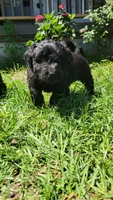Moose , a male Miniature Aussiedoodle for sale in Conway, SC – 6 of 7