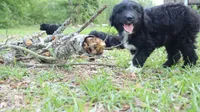 Cherry (F1), a female Miniature Aussiedoodle for sale in Conway, SC – 9 of 9