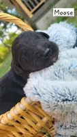 Moose , a male Miniature Aussiedoodle for sale in Conway, SC – 4 of 7