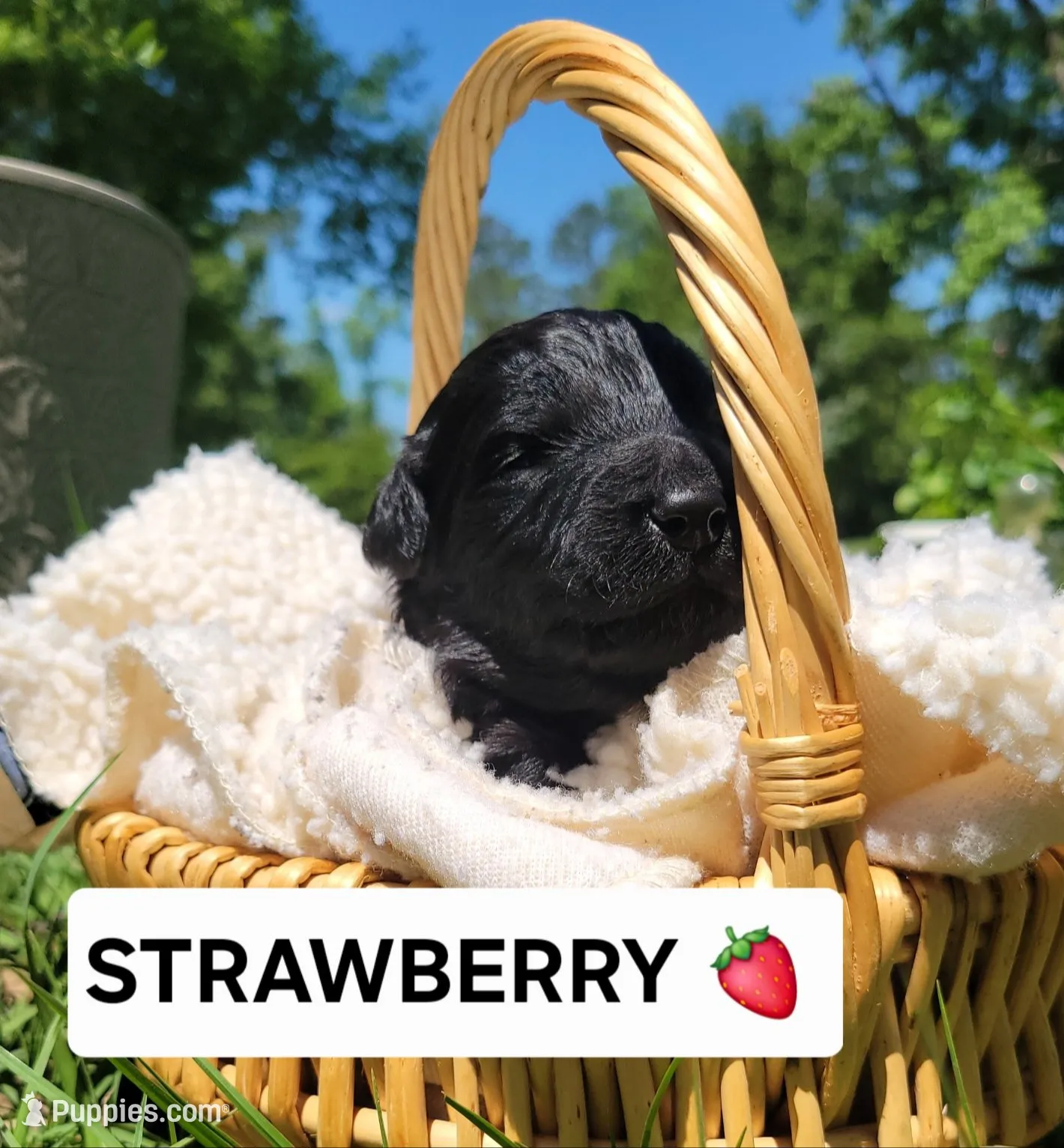 Strawberry , a female Miniature Aussiedoodle for sale in Conway, SC – 2 of 3