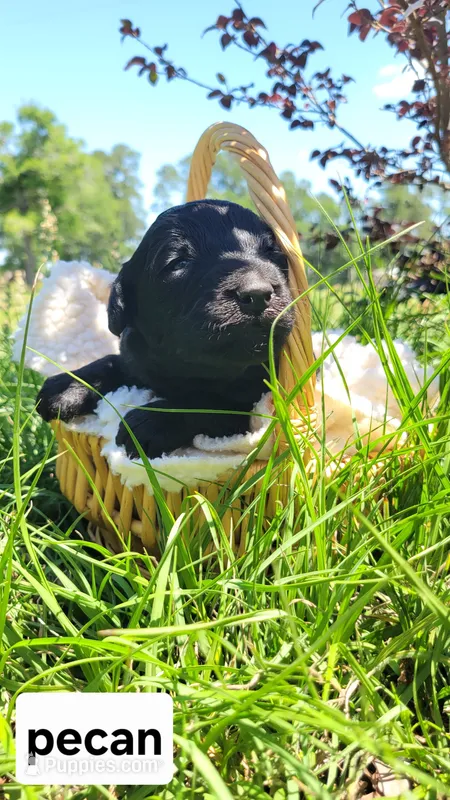 Pecan (F1) – Miniature Aussiedoodle puppy for sale in Conway, SC