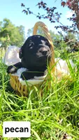 Pecan (F1), a male Miniature Aussiedoodle for sale in Conway, SC – 4 of 10