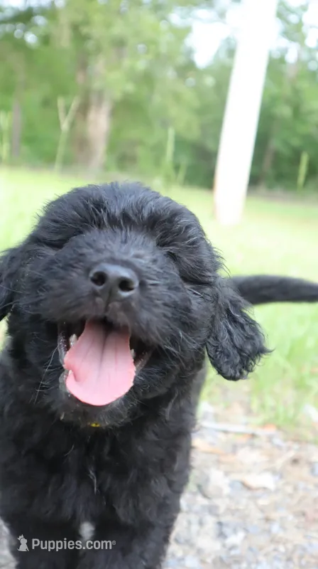Moose  – Miniature Aussiedoodle puppy for sale in Conway, SC