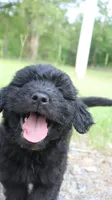 Moose (F1), a male Aussiedoodle for sale in Conway, SC – 1 of 8