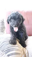 Gelato (F1), a female Aussiedoodle for sale in Conway, SC – 10 of 10