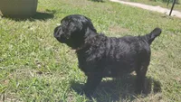 Gelato (F1), a female Aussiedoodle for sale in Conway, SC – 6 of 10