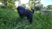 Turtle , a male Miniature Aussiedoodle for sale in Conway, SC – 7 of 8