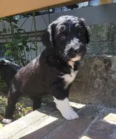 Cherry (F1), a female Miniature Aussiedoodle for sale in Conway, SC – 5 of 9