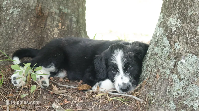 Rocky  – Miniature Aussiedoodle puppy for sale in Conway, SC