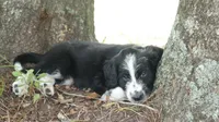 Rocky , a male Miniature Aussiedoodle for sale in Conway, SC – 1 of 8