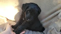 Turtle , a male Miniature Aussiedoodle for sale in Conway, SC – 5 of 8