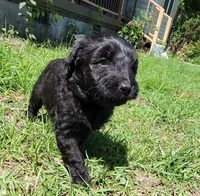 Moose , a male Miniature Aussiedoodle for sale in Conway, SC – 7 of 7
