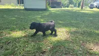 Gelato (F1), a female Aussiedoodle for sale in Conway, SC – 7 of 10