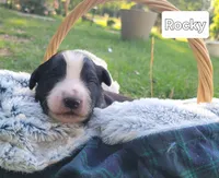 Rocky, a male Miniature Aussiedoodle for sale in Conway, SC – 1 of 1