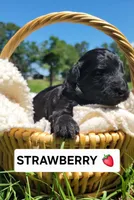 Strawberry , a female Miniature Aussiedoodle for sale in Conway, SC – 3 of 3