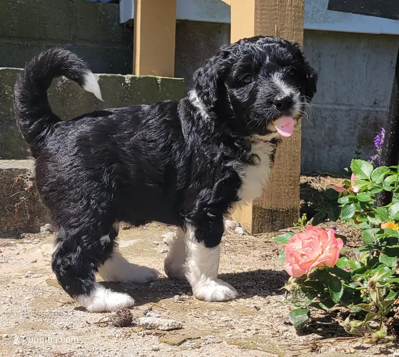 Praline  – Miniature Aussiedoodle puppy for sale in Conway, SC
