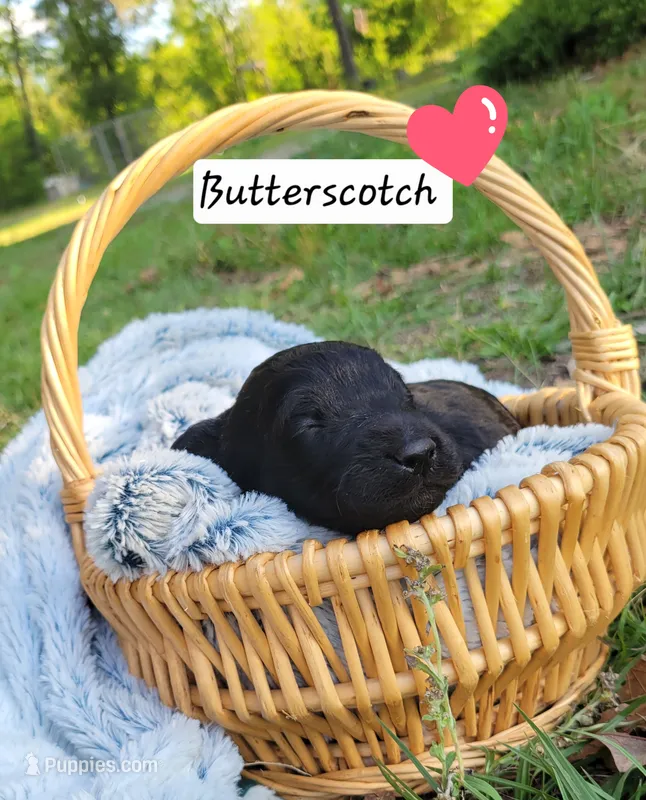 Butterscotch – Miniature Aussiedoodle puppy for sale in Conway, SC
