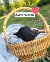 Butterscotch, a female Miniature Aussiedoodle for sale in Conway, SC – 1 of 1