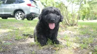 Pecan (F1), a male Miniature Aussiedoodle for sale in Conway, SC – 10 of 10