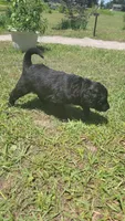 Butterscotch (F1), a female Miniature Aussiedoodle for sale in Conway, SC – 6 of 8