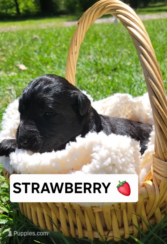 Strawberry  – Miniature Aussiedoodle puppy for sale in Conway, SC
