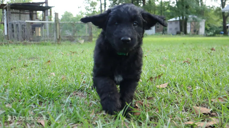 Butterscotch (F1) – Miniature Aussiedoodle puppy for sale in Conway, SC