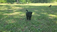 Gelato (F1), a female Aussiedoodle for sale in Conway, SC – 8 of 10