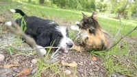 Rocky , a male Miniature Aussiedoodle for sale in Conway, SC – 3 of 8