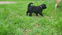 Strawberry (F1), a female Miniature Aussiedoodle for sale in Conway, SC – 6 of 7