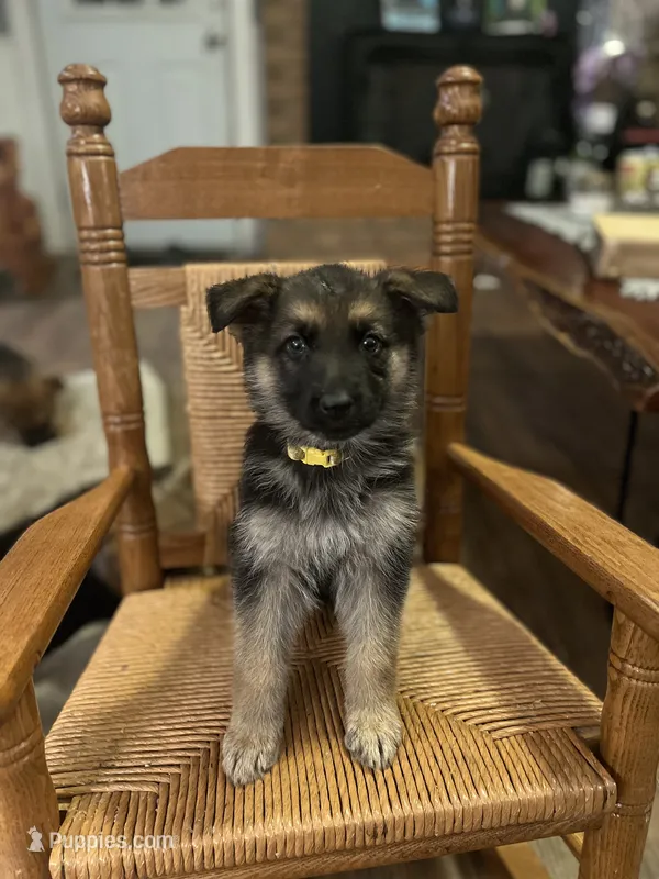 Robin – German Shepherd Dog puppy for sale in Trenton, NC